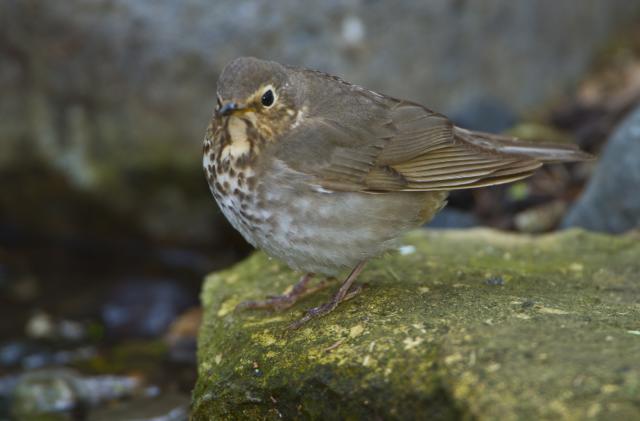 Minnesota, Mendota Heights, Swainsons Thrush r perched on Rock. (Photo By: Education Images/Universal Images Group via Getty Images)